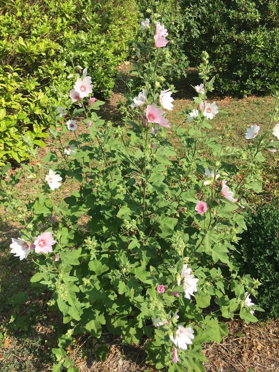 La Bergerie Pradel Bed and Breakfast Le Beaucet Εξωτερικό φωτογραφία